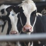 Could milk prices climb above 1