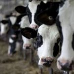 Dairy Farmers Have Another Thing to Worry About