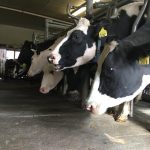 Dairy Trade Group Urges Sununu To Veto Bill Designed To Help N.H. Dairy Farmers 1