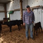 Dairy beef diversification