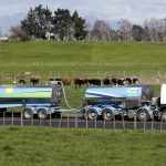 Dry weather crimps Fonterras NZ Australia milk output