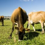 Genetic gains in the dairy industry