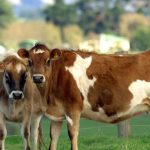 Resilience key for dairy farming