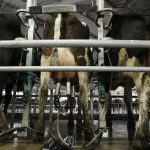 Rising costs milk Fonterras Aussie output 1