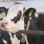 Siouxland dairy farmers looking forward to future of industry