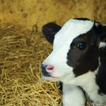 Small Margins Paychecks Make Dairy Prospects Grim for Young Farmers 1