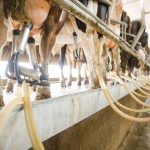 The best way to help dairy farmers is to get them out of dairy farming