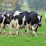 Tipperary farming