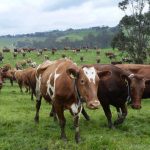 Australian Dairy Farmers put end to processor funding to avoid conflict 1