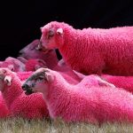 Dairy Farmer And Vegan In Huge Row Over Pink Sheep Publicity Stunt 1