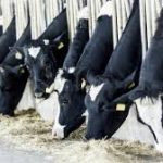 Dairy farms to cheaper power source in diesel 1