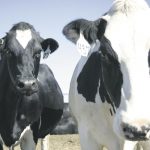 Dairy price outlook brightens 1