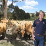 Drought an unlikely bonus for cash strapped dairy farmers 1