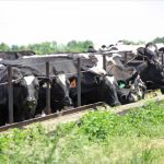 Farm Aid concert to visit Wisconsin as dairy farms go extinct 1