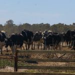 High input cost creating difficult challenges for Australian dairy industry 1