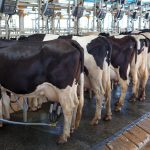 IICA presents a proposal to strengthen Mexicos cows milk chain 1