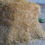 Keeping Livestock Nourished Despite Hay Shortage 1