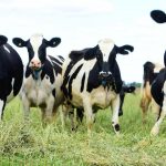 Organic Dairy Farmers of Australia announces opening milk price for 2019 20