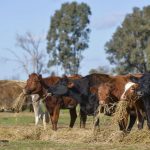 Rabobank says global dairy prices have peaked putting pressure on dairy companies farmgate milk price 1