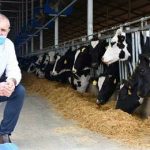 Aust dairy cattle find growing Chinese market 1