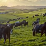 Dairy NZ wants greenhouse gas emissions decided farm by farm 1