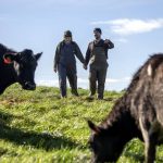 Dairy farmers put in the hard yards over calving 1