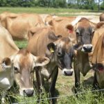 Dairy industry asks U.S. government to swiftly secure strong trade deal with Japan 1