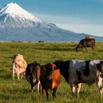 Dairy industry blasts NZ ecologist 1