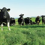 DairyNZ welcomes protection of productive land 1