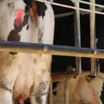 Finley dairy farmers use simple crossbreeding system to lift herd fertility 1