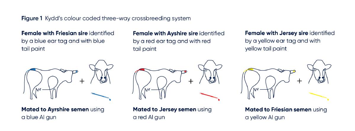 Finley dairy farmers use simple crossbreeding system to lift herd fertility1 1