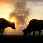 Fonterra farmers to get unique emissions profile 1