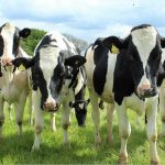 Grazing Dairy Heifers 1