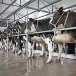 Hike in concentrated feed use in increasingly consolidated Chinese dairy sector 1