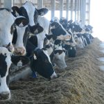 Milk Price Forecast Raised by WASDE 1