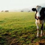 New program can aid Virginia dairy farmers 1