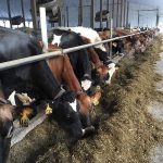 Price Forecast Provides Glimmer Of Good News For Dairy Farmers 1