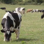 Red Tractor announces tougher dairy farm standards 1