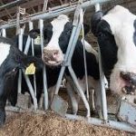 State of Connecticuts dairy industry to be discussed 1