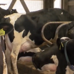 Struggling Wisconsin dairy farmers prepare for another hit to industry 1