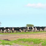 Workshop to reduce dairy industry stress 1