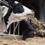 10 tips to build a Brexit cash reserve for dairy farmers