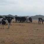 Australian milk production still falling