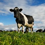 Climate Change Is Already Costing Meat and Dairy Producers a Lot