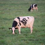 Cows Go Wireless on the Dairy Farm of the Future