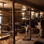 Dairy Farmers Hurt By Trade War