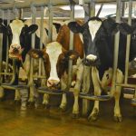 Dairy exports are not the answer