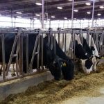 Dairy seeing highest milk prices in five years