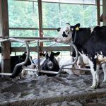 Dairy startup gets NSF program funding accelerator backing