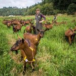 Find cheddar from another udder at these local dairy farms